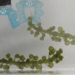 3D-gedruckter Alginatgreifer greift Seegras
