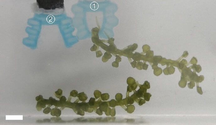3D-gedruckter Alginatgreifer greift Seegras