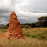Termitenhügel in Namibia