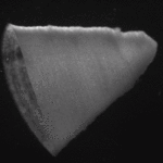 Schlagendes Herzgewebe aus dem 3D-Drucker