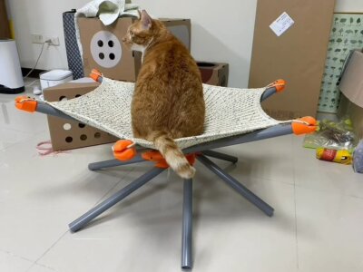 Katze auf Hängematte