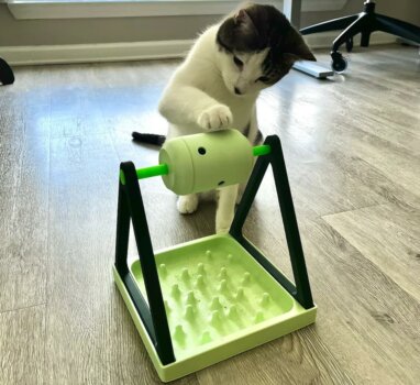 Katze spielt mit Spielzeug