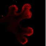 3D-gedruckte Polymer-Säulen neben einer sich entwickelnden Mikrolunge fördern die Verzweigung der Zellen