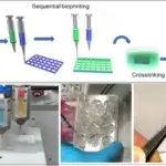 Schematische Darstellung des Biofabrikationsprozesses, Drucker und biologisch gedruckte Konstrukte mit Lebensmittelfarbe zur Veranschaulichung.