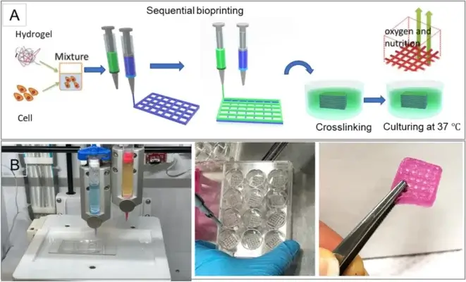 Schematische Darstellung des Biofabrikationsprozesses und des Druckers mit biologisch gedruckten Konstrukten unter Verwendung von Lebensmittelfarbe zur Veranschaulichung. Schematische Darstellung des Biofabrikationsprozesses, Drucker und biologisch gedruckte Konstrukte mit Lebensmittelfarbe zur Veranschaulichung.