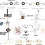 Chinesische Forscher entwickeln 3D-gedruckte piezoelektrische Gerüste, die die Knochenregeneration verbessern