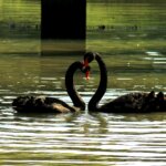 Schwules Schwanenpaar im Melbourne Zoo erhält 3D-gedruckte Eier