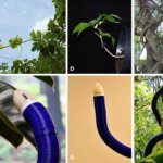 Schlangenähnlicher Roboter FiloBot imitiert Wachstumsverhalten von Kletterpflanzen in Schatten und gegen Schwerkraft