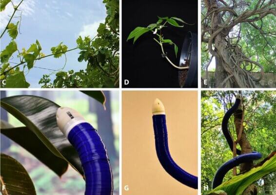 FiloBot im Wachstumsvergleich mit Kletterpflanzen – Anpassung an Schatten und Schwerkraft Schlangenähnlicher Roboter FiloBot imitiert Wachstumsverhalten von Kletterpflanzen in Schatten und gegen Schwerkraft