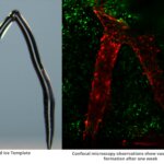 3D-gedruckte Eistemplate für Blutgefäße und mikroskopische Aufnahme der Zellstruktur nach einer Woche