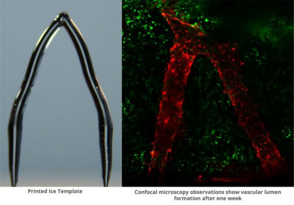 3D-Eisdruckvorlage für künstliche Blutgefäße und deren Entwicklung nach einer Woche aufgenommen durch konfokale Mikroskopie 3D-gedruckte Eistemplate für Blutgefäße und mikroskopische Aufnahme der Zellstruktur nach einer Woche