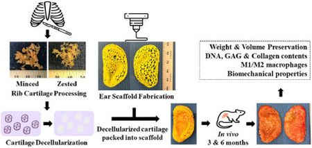 3D-gedrucktes Ohr entwickelt von Weill Cornell Medicine Prozess der Erstellung eines 3D-gedruckten menschlichen Ohrs an der Weill Cornell Medicine