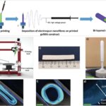 Herstellung von künstlichen Blutgefäßen mittels 3D-Druck und Elektrospritztechnologie an der Universität Edinburgh