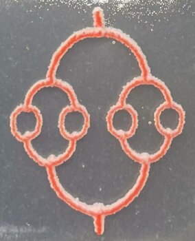 3D-gedrucktes verzweigtes Gefäßnetzwerk aus äußeren Schalen und inneren Kernen, entwickelt von Harvard-Wissenschaftlern