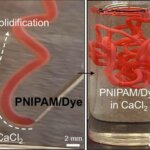 Verfestigung von PNIPAM in einer Calciumchlorid-Lösung für den 3D-Druck