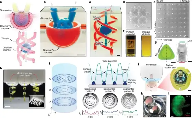 Illustration und Mikroskopaufnahmen von mit Dynamic Interface Printing hergestellten 3D-Strukturen, einschließlich Bowman-Kapsel, Kelvin-Gitter und Zellmodell.