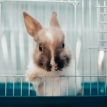 Keine Tierversuche mehr: Bioprinting ermöglicht realistische menschliche Hautmodelle für kosmetische Test