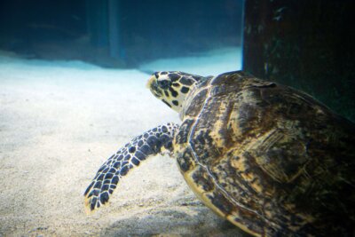 Grüne Meeresschildkröte mit „Bubble Butt“-Syndrom: Unterstützung durch 3D-Druck Nahaufnahme einer grünen Meeresschildkröte, die durch innovative 3D-Druck-Technologie bei einem Zustand wie dem „Bubble Butt“-Syndrom unterstützt werden könnte