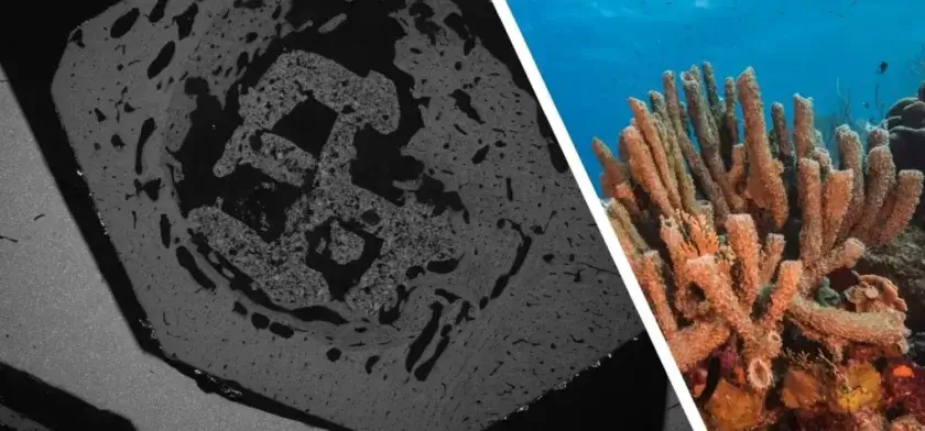 Nahaufnahme eines korallen-inspirierten 3D-Druck-Materials zur Knochenheilung, gescannt mit einem Elektronenmikroskop