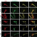 3D-gedruckte Nanostrukturen simulieren Hirngewebe für neuronale Forschung