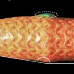 Wissenschaftlern gelingt 3D-Druck funktionsfähiger Penis-Implantate Wissenschaftlern gelingt 3D-Druck funktionsfähiger Penis-Implantate