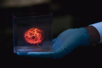 3D-gedrucktes Modell eines Gefäßsystems für künstliche Organe aus Stanford Biogedrucktes Gefäßbaum-Modell in Plexiglasblock, gezeigt in behandschuhter Hand eines Forschers